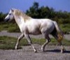 camargue